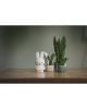 MIFFY-LAMPE First Light